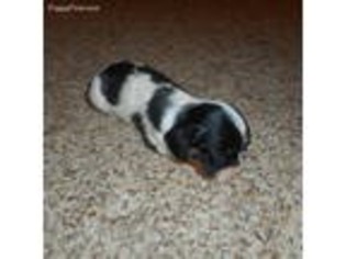 Cavalier King Charles Spaniel Puppy for sale in Rutherfordton, NC, USA