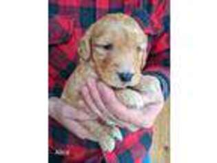 Goldendoodle Puppy for sale in Wagener, SC, USA