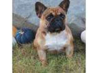 French Bulldog Puppy for sale in Park Rapids, MN, USA