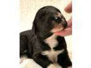 Mutt Puppy for sale in Evington, VA, USA