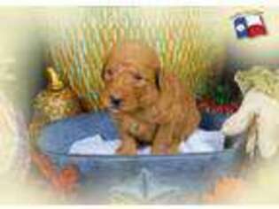 Labradoodle Puppy for sale in Damon, TX, USA
