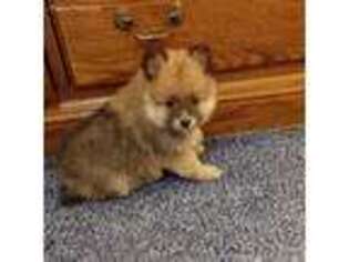 Pomeranian Puppy for sale in Thomaston, GA, USA