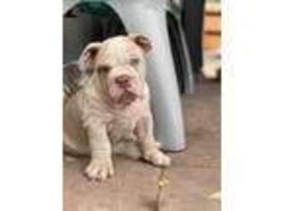 Bulldog Puppy for sale in Vallejo, CA, USA