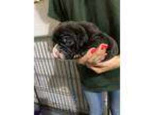 Olde English Bulldogge Puppy for sale in Foster, RI, USA
