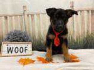German Shepherd Dog Puppy for sale in Lombard, IL, USA