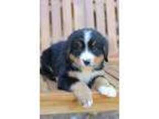 Bernese Mountain Dog Puppy for sale in Westminster, SC, USA