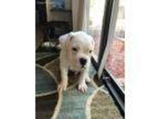 American Bulldog Puppy for sale in Antioch, CA, USA