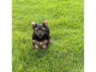 Yorkshire Terrier Puppy for sale in Villa Rica, GA, USA