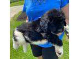 Newfoundland Puppy for sale in Geneva, IN, USA