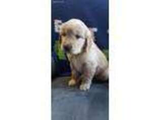 Golden Retriever Puppy for sale in Chewelah, WA, USA