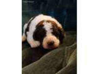 Mutt Puppy for sale in Calhoun Falls, SC, USA