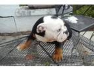 Bulldog Puppy for sale in Kinston, NC, USA