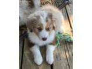 Miniature Australian Shepherd Puppy for sale in Crane Hill, AL, USA