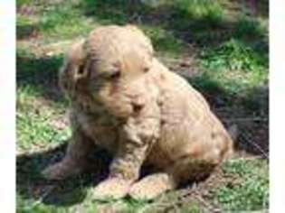 Goldendoodle Puppy for sale in Clay Springs, AZ, USA
