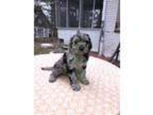 Goldendoodle Puppy for sale in Faribault, MN, USA