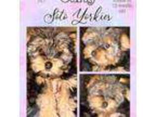 Yorkshire Terrier Puppy for sale in London, KY, USA