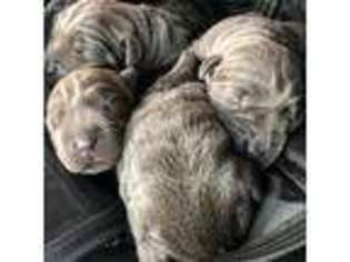 Cane Corso Puppy for sale in Odessa, TX, USA