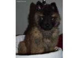 Belgian Tervuren Puppy for sale in Millersburg, IN, USA