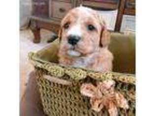 Labradoodle Puppy for sale in Goleta, CA, USA