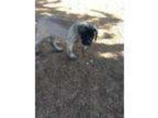 Mastiff Puppy for sale in Santa Barbara, CA, USA