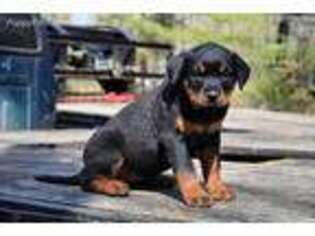 Rottweiler Puppy for sale in Hardwick, MA, USA