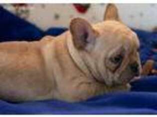 French Bulldog Puppy for sale in Neosho, MO, USA