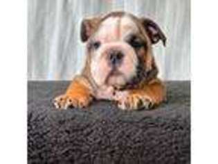 Bulldog Puppy for sale in Southern Pines, NC, USA