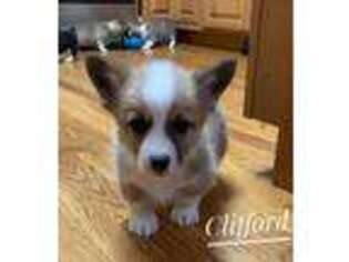 Pembroke Welsh Corgi Puppy for sale in Vernal, UT, USA