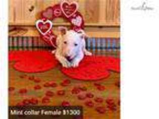 Bull Terrier Puppy for sale in Lexington, KY, USA