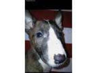 Bull Terrier Puppy for sale in Beckley, WV, USA