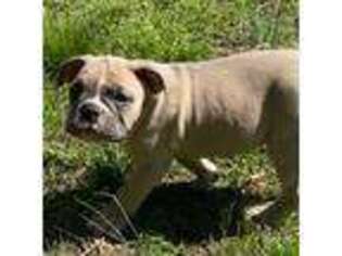 Valley Bulldog Puppy for sale in Vancouver, WA, USA