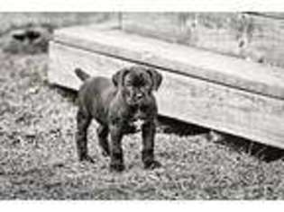 Cane Corso Puppy for sale in Clemmons, NC, USA