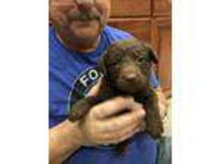 Chesapeake Bay Retriever Puppy for sale in Cottonwood, CA, USA