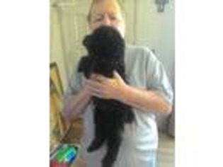 Mutt Puppy for sale in Harper Woods, MI, USA