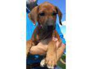 Rhodesian Ridgeback Puppy for sale in Salem, MO, USA