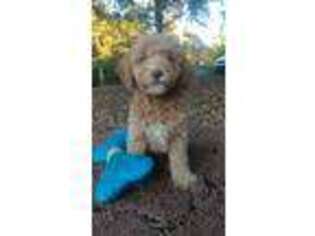 Labradoodle Puppy for sale in Nunnelly, TN, USA