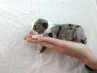 Miniature Australian Shepherd Puppy for sale in Moultrie, GA, USA