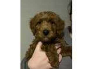 Goldendoodle Puppy for sale in Richmond, KY, USA