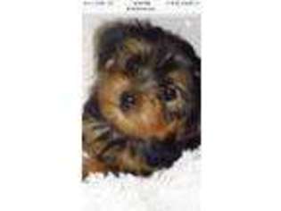 Yorkshire Terrier Puppy for sale in Watson, OK, USA