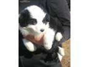 Border Collie Puppy for sale in Palmdale, CA, USA