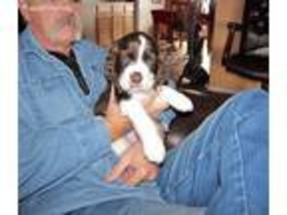 English Springer Spaniel Puppy for sale in Tombstone, AZ, USA