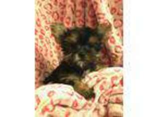 Yorkshire Terrier Puppy for sale in Coal Township, PA, USA