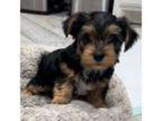 Yorkshire Terrier Puppy for sale in Irving, TX, USA