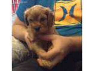 Cavapoo Puppy for sale in Chehalis, WA, USA