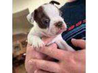 Boston Terrier Puppy for sale in Red Rock, AZ, USA