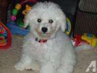 Bichon Frise Puppy for sale in FOREST, VA, USA