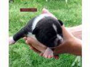 Boston Terrier Puppy for sale in TOMBALL, TX, USA