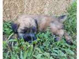 Soft Coated Wheaten Terrier Puppy for sale in Mason, TX, USA