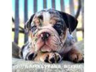 Bulldog Puppy for sale in Findlay, OH, USA