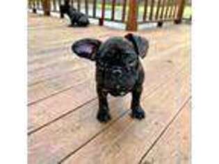 French Bulldog Puppy for sale in Sylvester, GA, USA